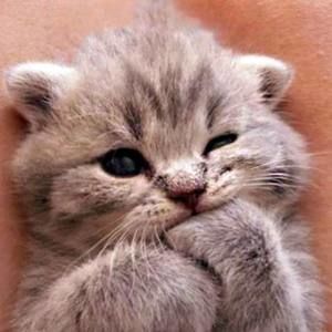 Meet your Posher, Bailey